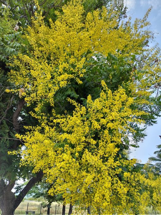 Pomi Oramentali (Oțetar Galben )