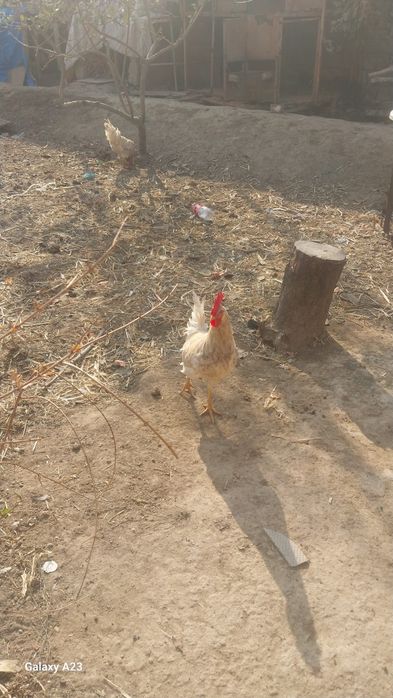 Xashaki xorozla sotiladi