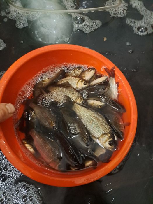 Живец карасик бойкий