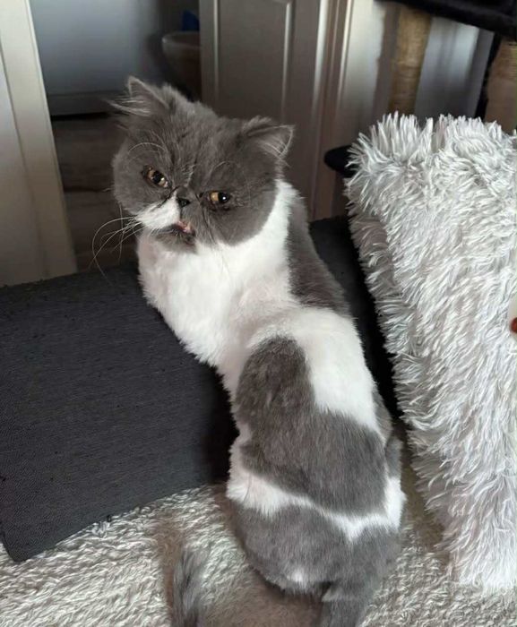 Motănel persan în vârstă de 3 luni jumătate