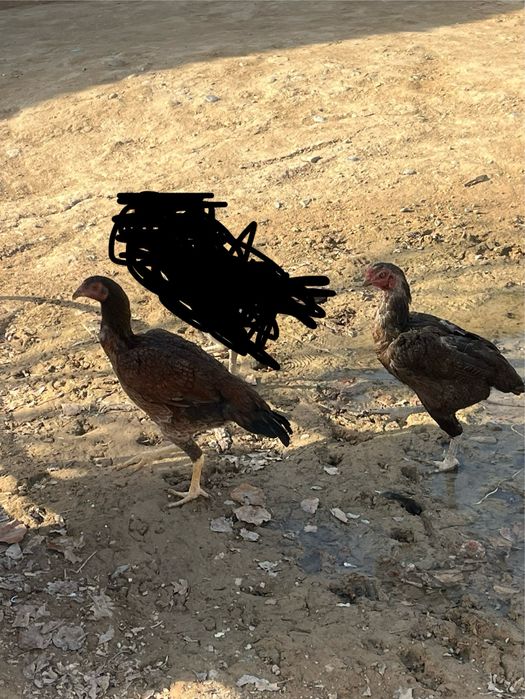 дакан тауықтар сатылады