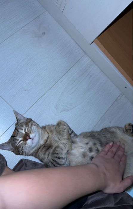 Самая ласковая кошка