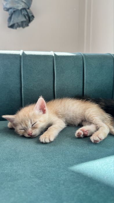 Шотландские котята 1.5 месяца