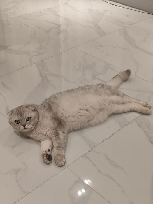 Срочно продам кота