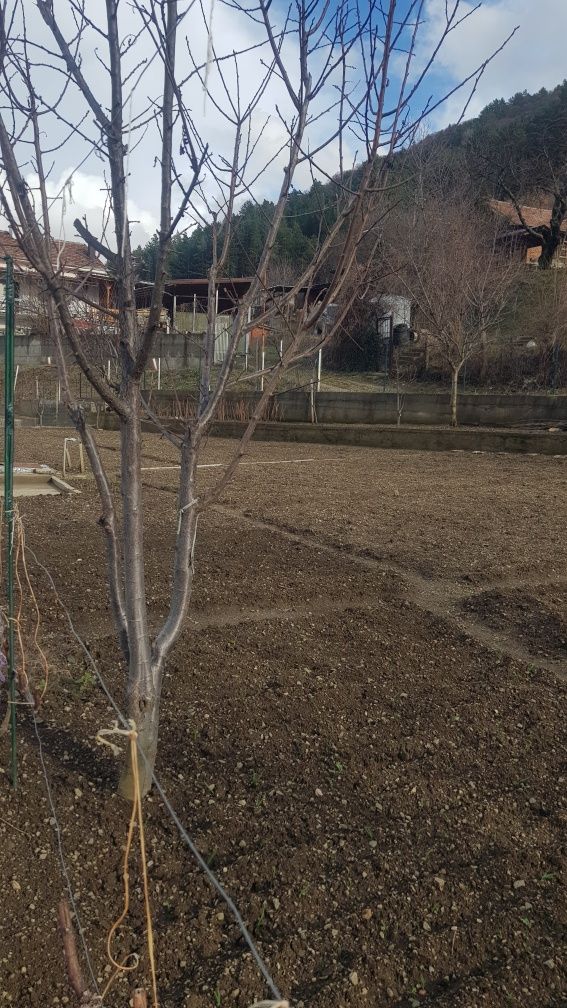 Продава се Парцел в Сапарева баня - 550 кв.м за 128 €/кв.м - Снимка #5