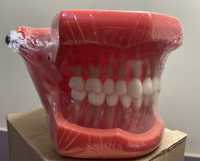 Arcadă dentara endodontie