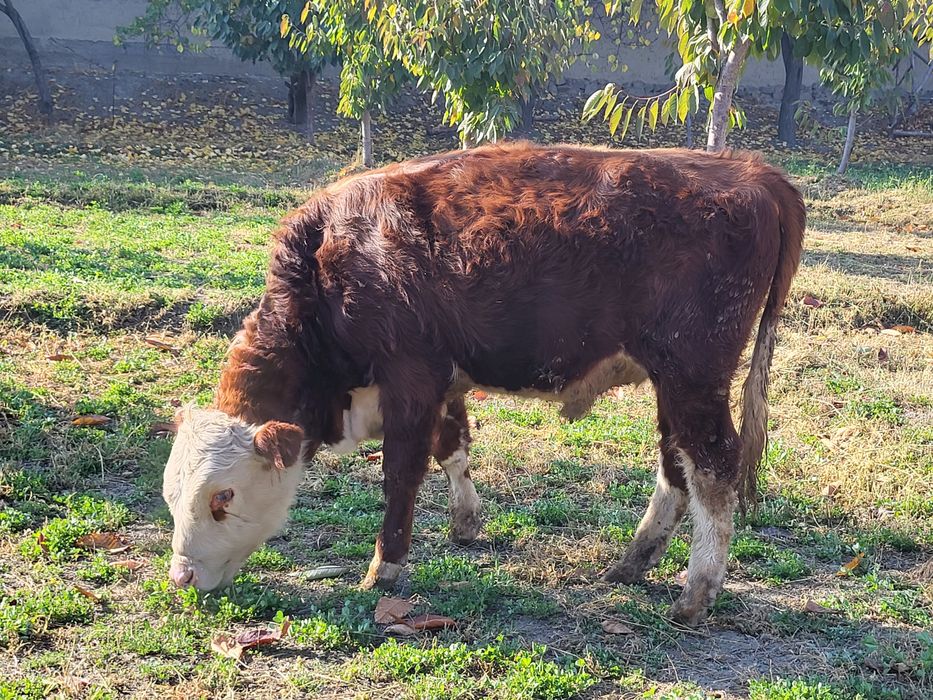 Гренфорд зоти тозаси