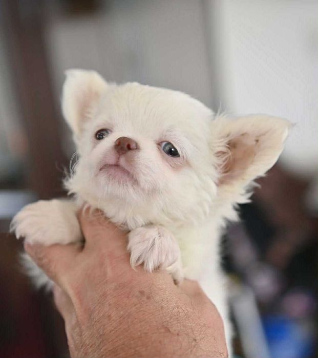 Мъжко дългокосместо мини чихуахуа