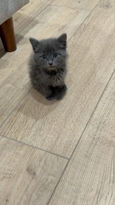 Британская короткошерстенной котенок