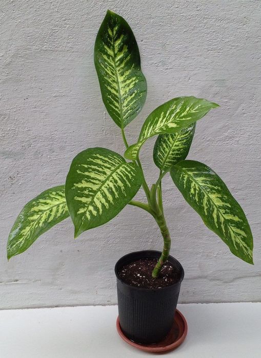 Диффенбахия Тропик Сноу.  Экзотические цветы для дома и офиса