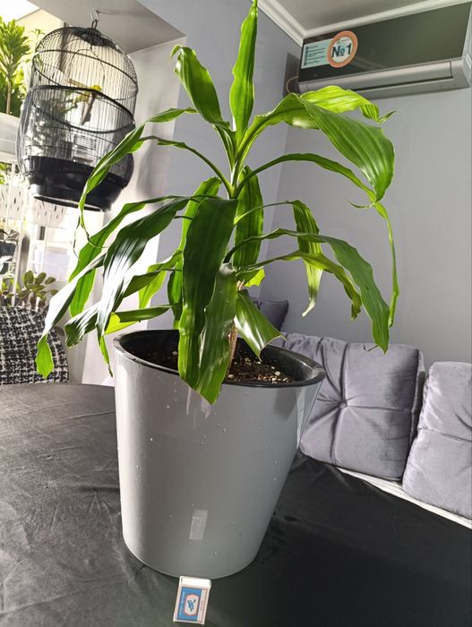 Драцена душистая.