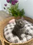 British shorthair