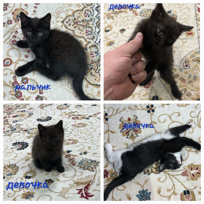 Подарю котят в добрый дом, полторамесячные, к горшку приучены