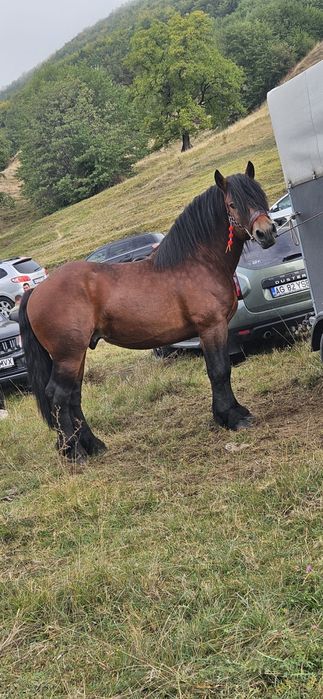 Armasar de 4 ani sange rece unguresc cu pedigree