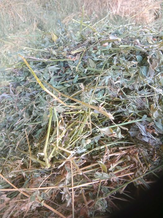 Baloti de lucerna de vanzare