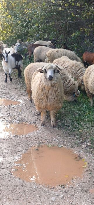 Vând oi turcane oachese