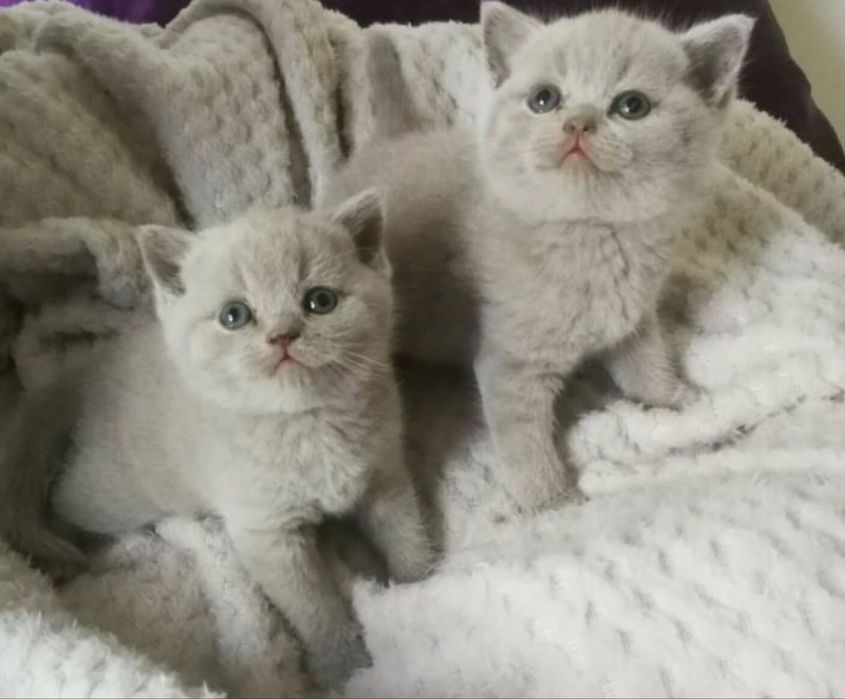 Британска късокосместа