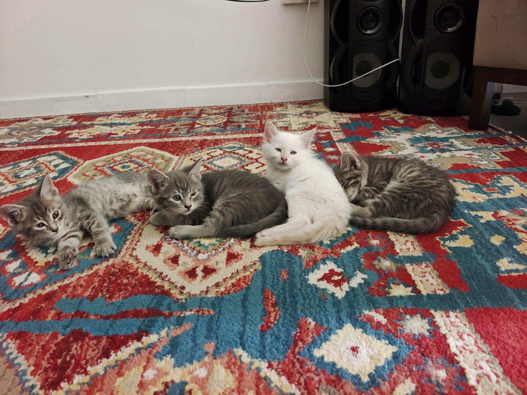 Отдам котят в любые руки.