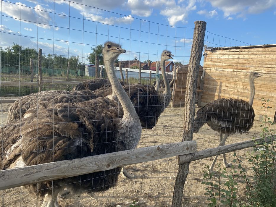 Strut negru african de vanzare