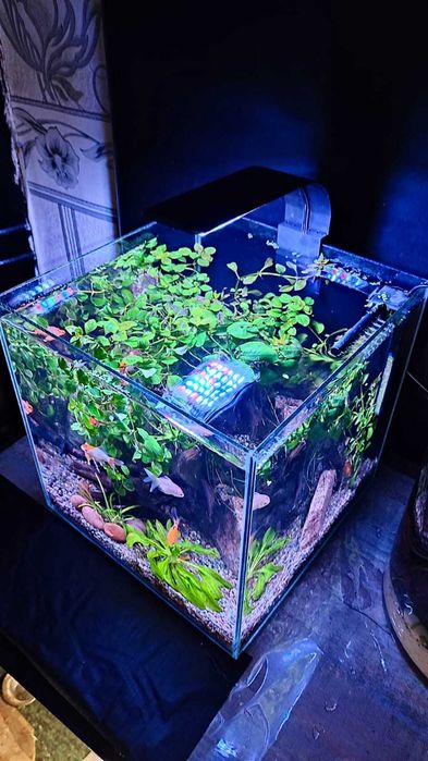 Дизайнерский аквариум "Золото инков" + рыбки в подарок!