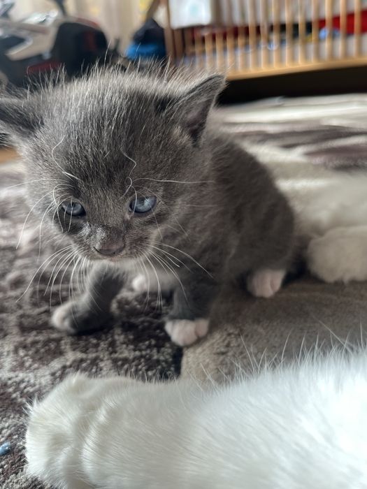Pisica British Shorthair