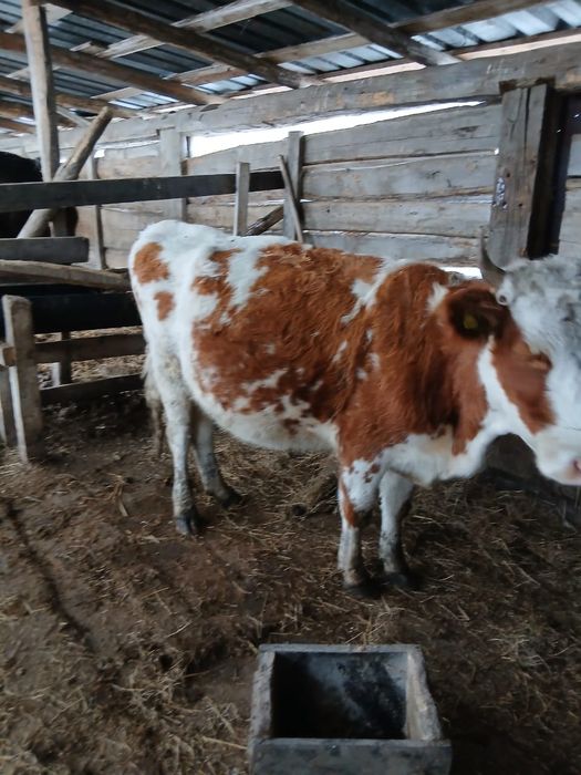 Продаю доюную корову