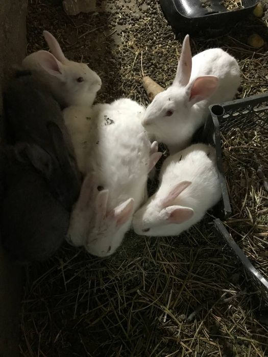 Продаются кролики