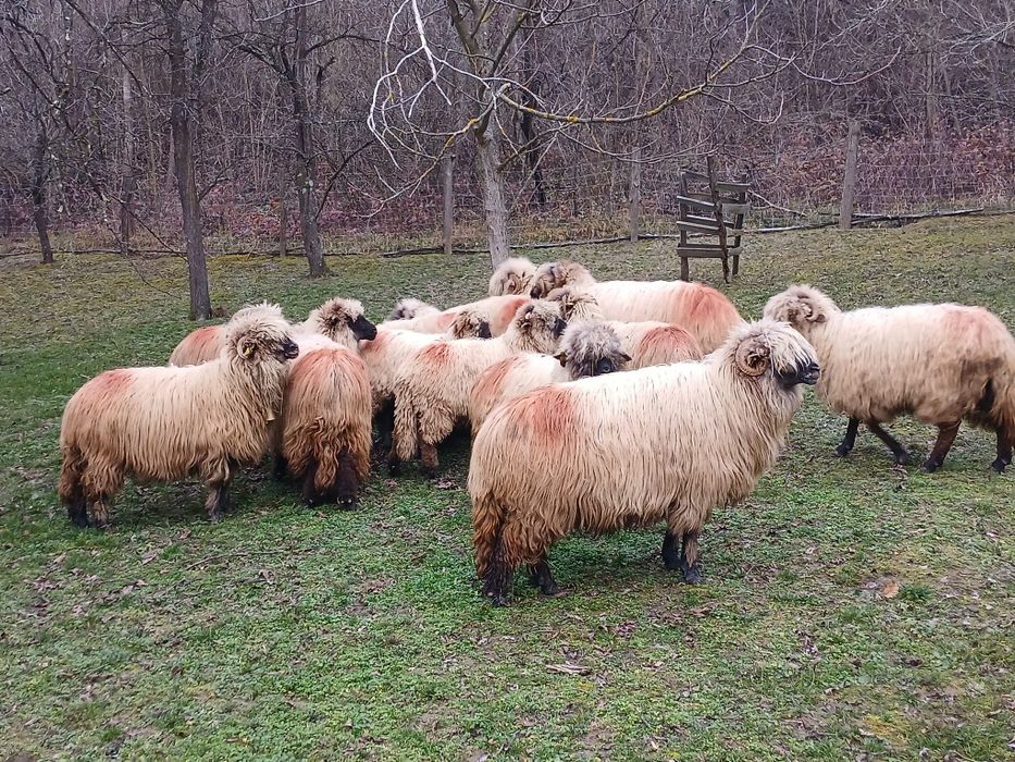 Vând 10 oi și un berbec.