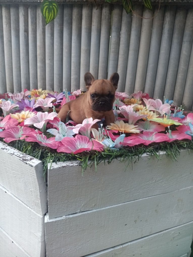 Френски булдог french bulldog