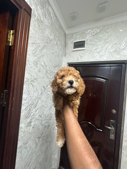 Пудель королевский, 2 месяца, продаётся.