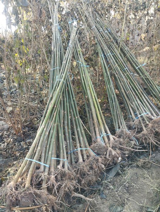 павлония ку́чатлари фте.95.01...шангтон..кафолатланган.