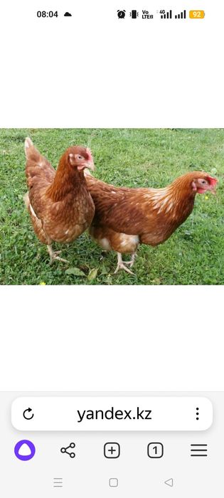 Продам кур-несушек Ломон Браун