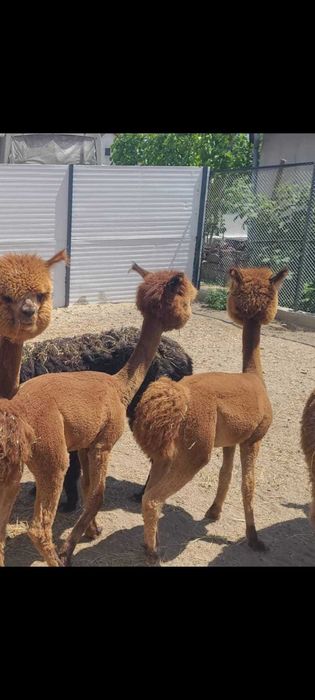 Alpaca disponibile femele și masculi