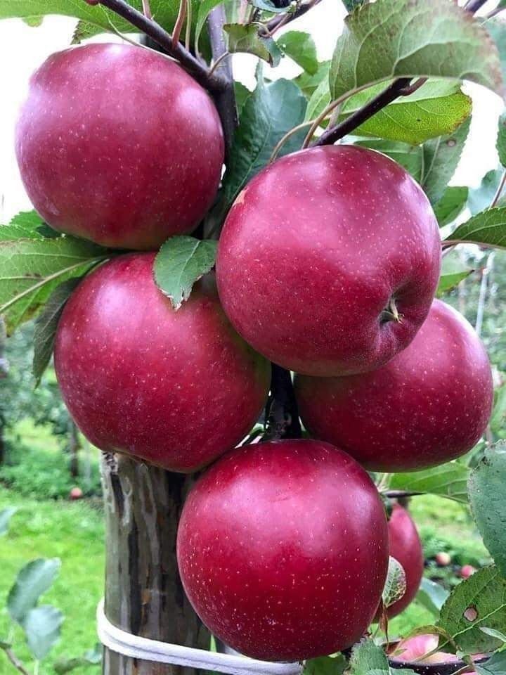 Pomi Fructiferi Pitici Dwarf (Măr )