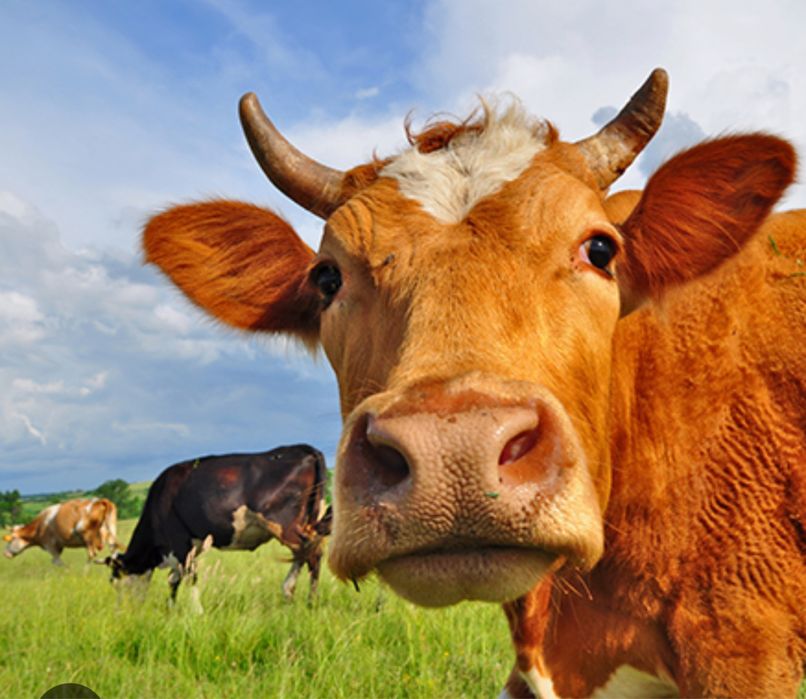 Продаю ТЕЛКУ 1,5 годовалая на согым