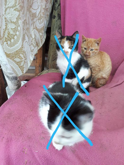 Motan, 3 l, drăguț, afectuos, mama foarte pricepută la vânat șoareci