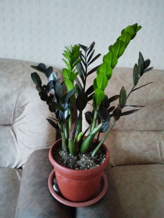 Uy va ofisingiz uchun xona gullarini xarid qiling.