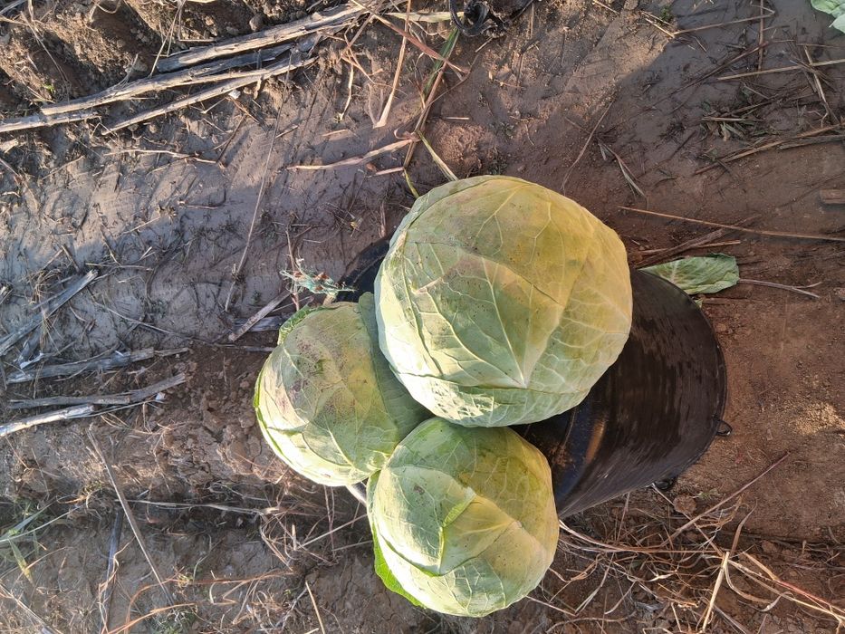 Vând varză  românească