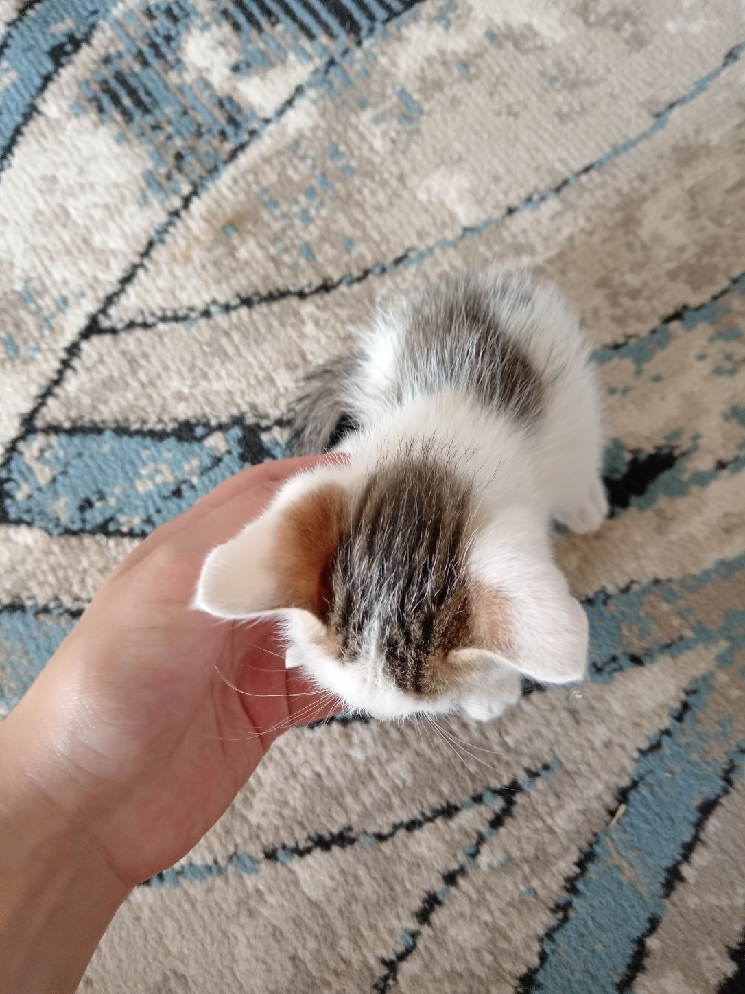 Продаётся кошки отдам даром