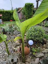 Бананова палма за градина