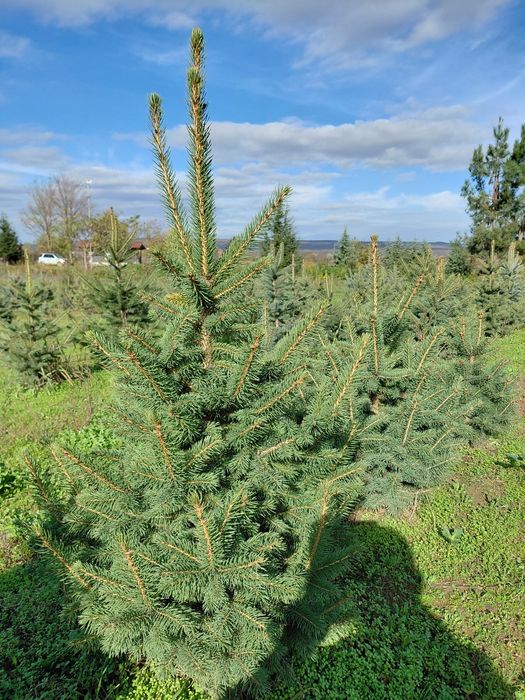 Коледни елхи за засаждане и рязани