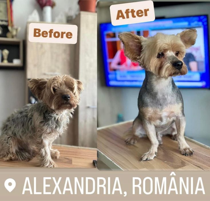 Tund /Toaletez Caini si Pisici