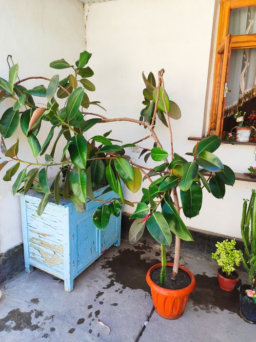 Fikus guli uyda oʻstirilgan