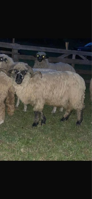 Vand sau schimb berbec