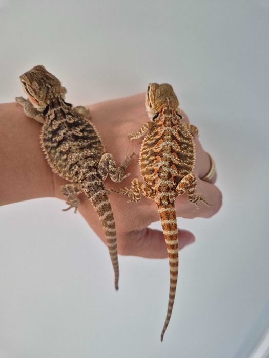 Pui de agamă cu barbă