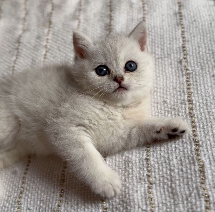 Мальчик Британец чистокровная шиншила серебристая шиншила в наличии