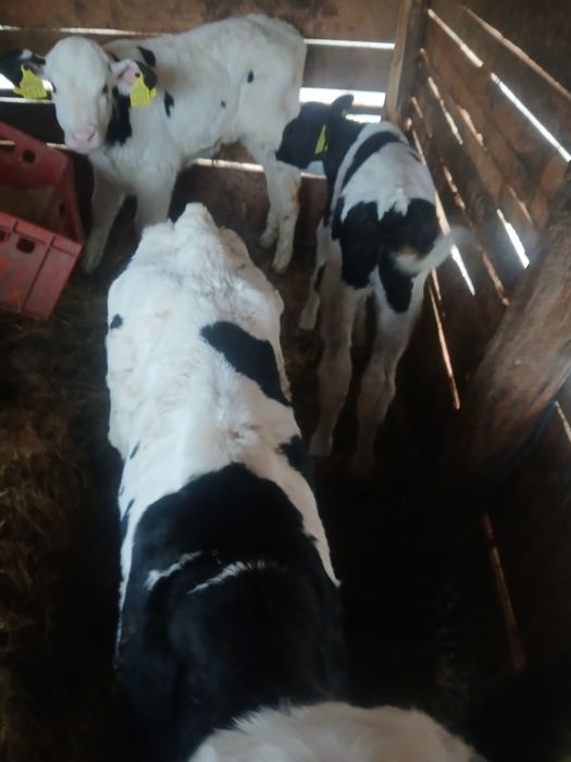 Vând 3 tauras  semi antercat