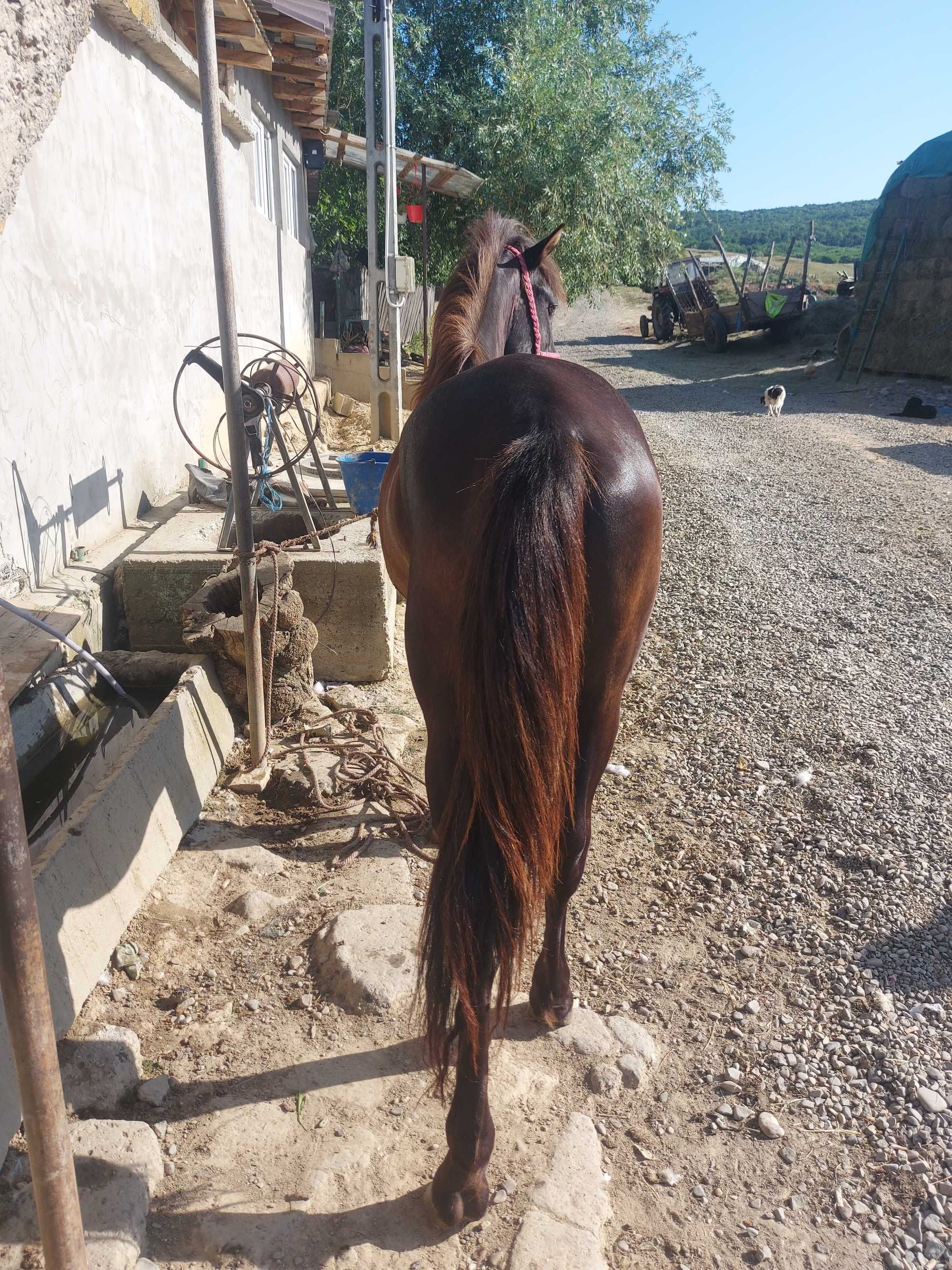 De vanzare manza de 2 ani manz de 1an si 4 luni si vaca pentru abator