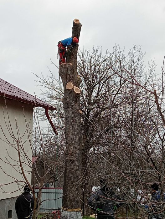Vând stejar lungime de 6 metri