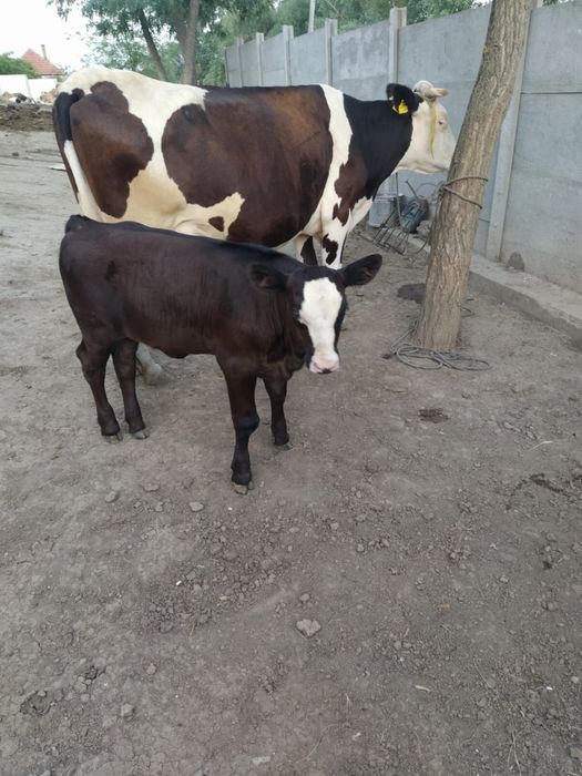 Vand vaca baltata romaneasca